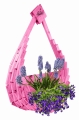 Polish_20230424_155313432.jpg