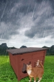 DOMEK DLA KOTA DOMKOT2 O BLIZNIAKI 52 x 52 x 42 chroni przed warunkami atmosferycznymi.jpg