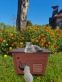 DOMEK DLA KOTA DOMKOT2 O BLIZNIAKI 52 x 52 x 42 w kąciku ogrodu z kwiatami.jpg